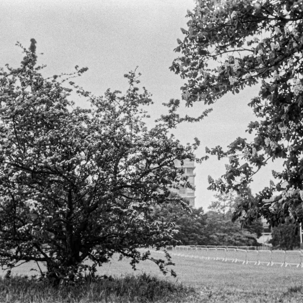 West Walk, Holywell