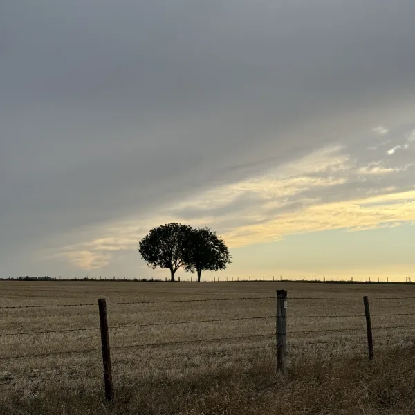 The Ridgeway, West Ilsley