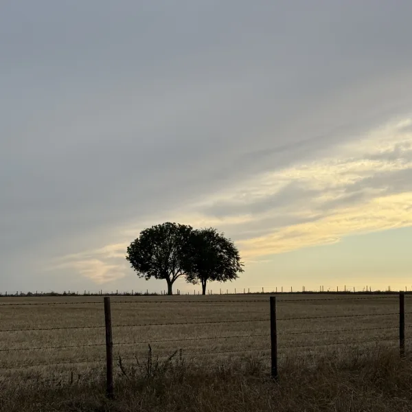 The Ridgeway, West Ilsley