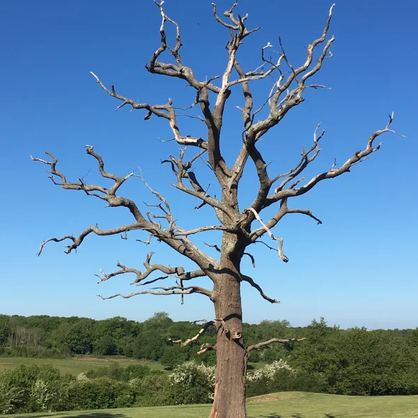 Surrey National Golf Club, Chaldon
