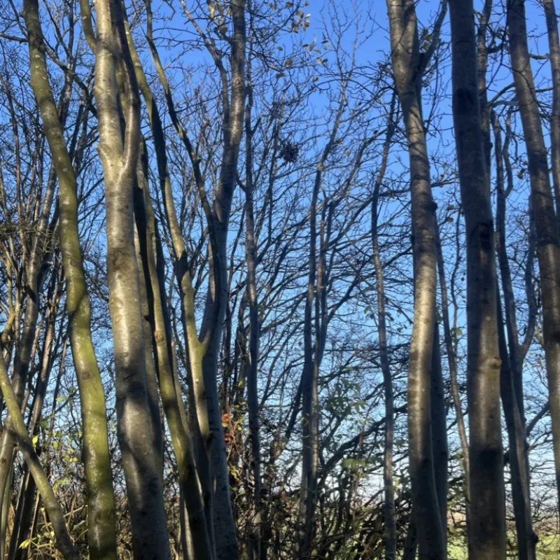 Trees in the Chilterns, one in my garden in Oxford