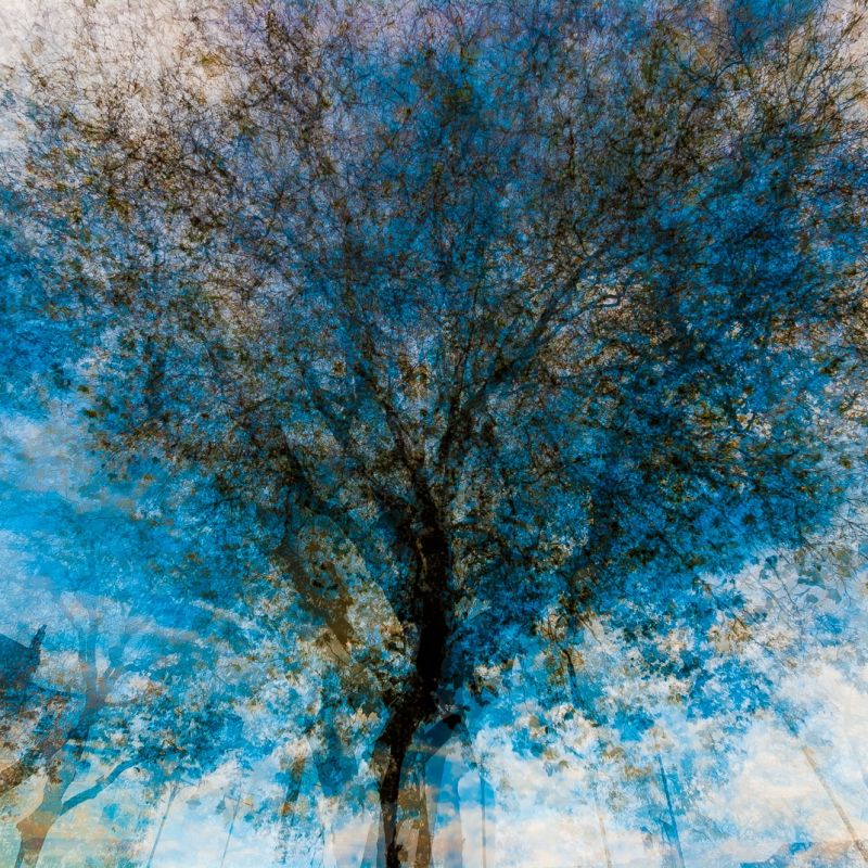 This is a multiple exposure photo of 10 of the trees on St Giles. These trees make this space one of my favourite parts of Oxford. They make what would otherwise be a big parking lot and road a beautiful space.