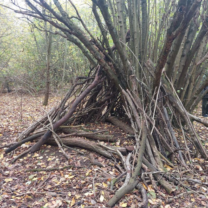 One of the kids favourite trees. In a clearing in the Cutteslowe Park woodland, it's been built into a den by many children over the years!
