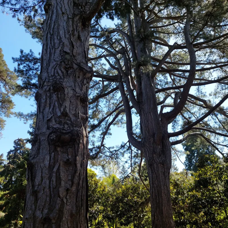 Pines at Harcourt Arboretum