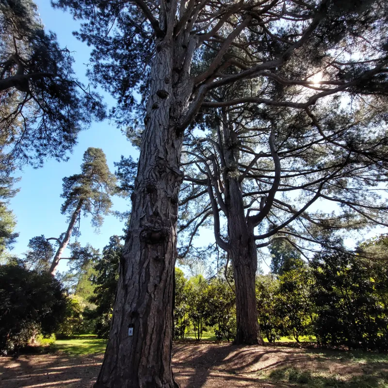 Pines at Harcourt Arboretum
