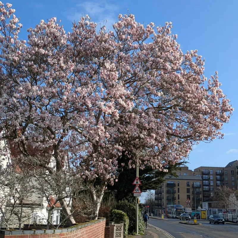 When the magnolia tree starts to flower it's a beautiful reminder that spring is here!