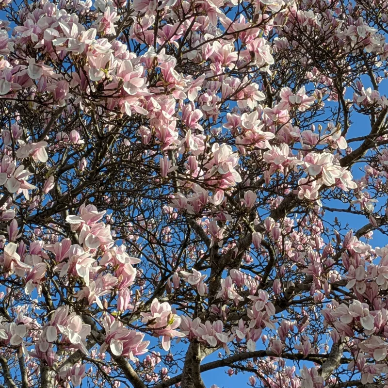 When the magnolia tree starts to flower it's a beautiful reminder that spring is here!