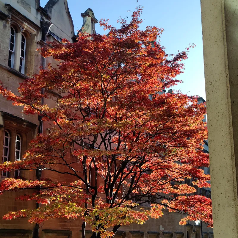 During my undergrad, this beautiful tree brought a lovely warm autumnal feel to a rather grey, concrete third quad.