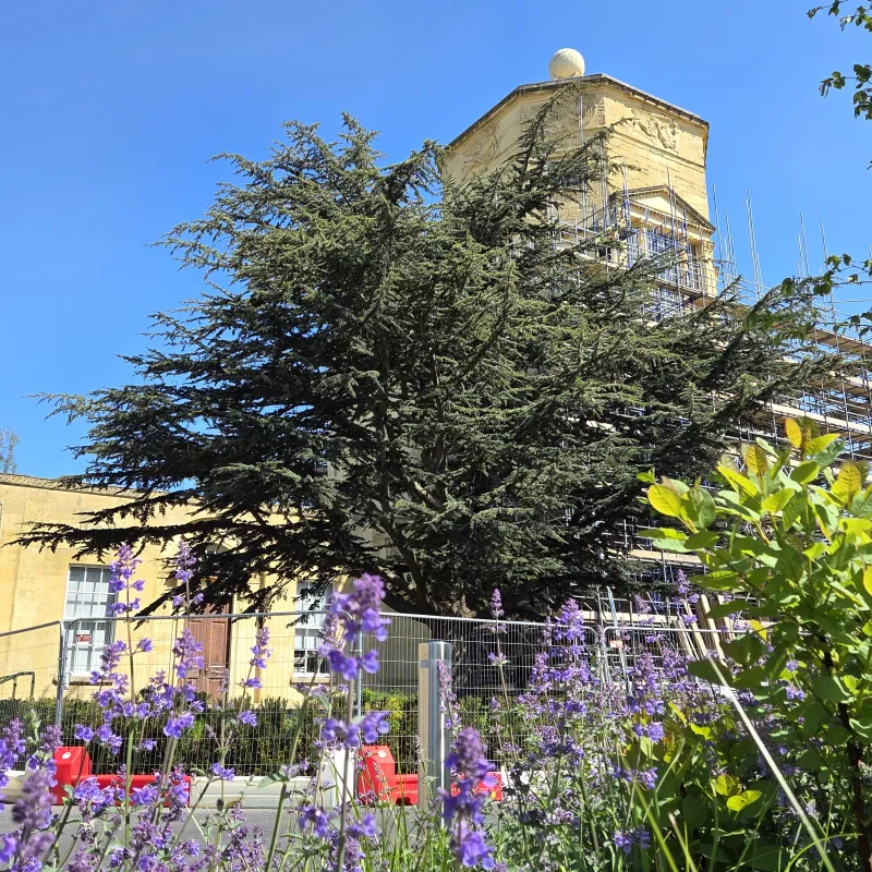 This Cedar of Lebanon has been a steady and distinctive presence; slowly growing, whilst the sandstone fronted Radcliffe Observatory has weathered away, and other buildings have changed around it.