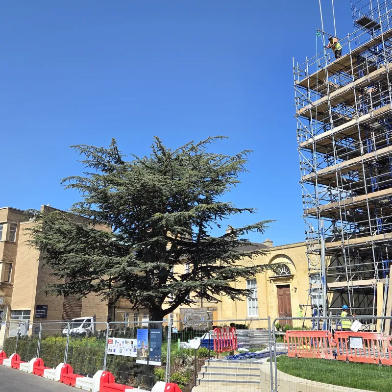 This Cedar of Lebanon has been a steady and distinctive presence; slowly growing, whilst the sandstone fronted Radcliffe Observatory has weathered away, and other buildings have changed around it.