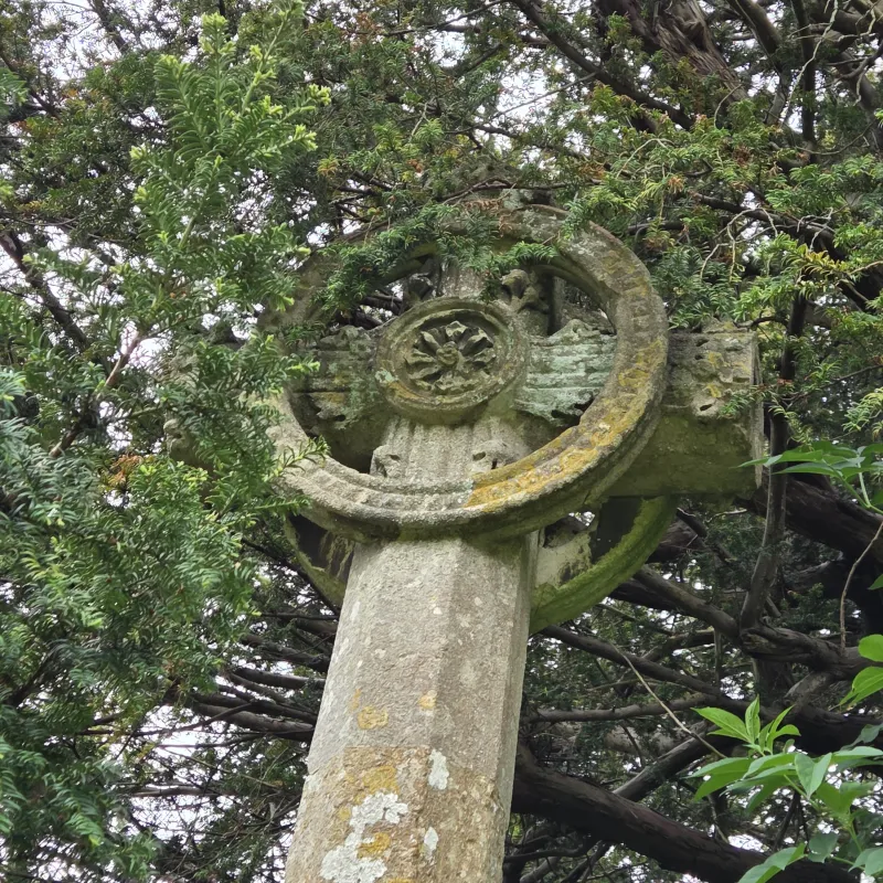 This is thought to be the oldest tree in Oxford. Yew trees are often found in churchyards. Yews were important in pagan ceremonies as a gateway to the afterlife, and in Christian thought has been seen as a symbol of resurrection, due to it's year round foliage and longevity.