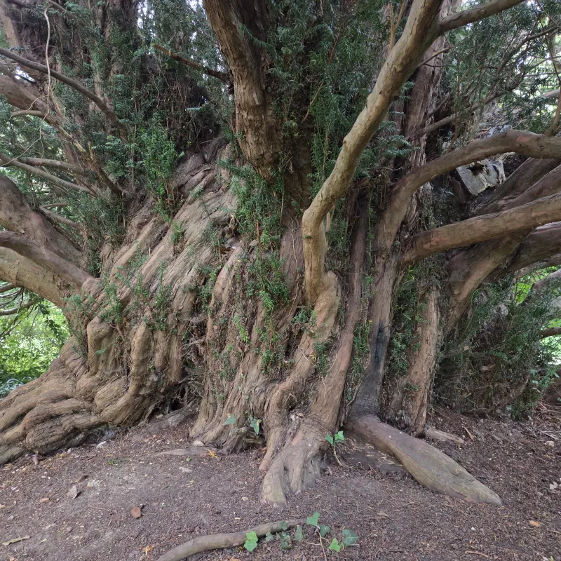 This is thought to be the oldest tree in Oxford. Yew trees are often found in churchyards. Yews were important in pagan ceremonies as a gateway to the afterlife, and in Christian thought has been seen as a symbol of resurrection, due to it's year round foliage and longevity.
