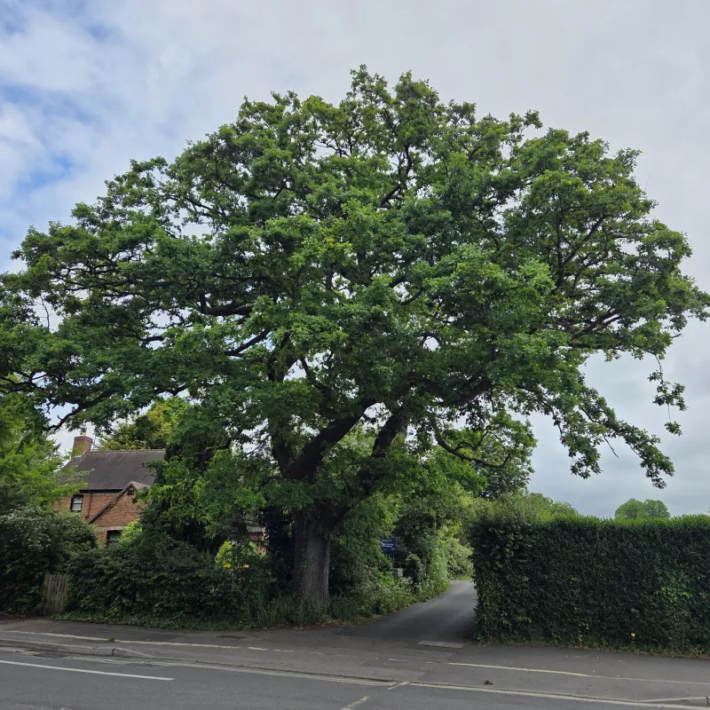 It's a beautiful oak tree, all year round it gives something pleasant to look at whilst I wait for the bus.