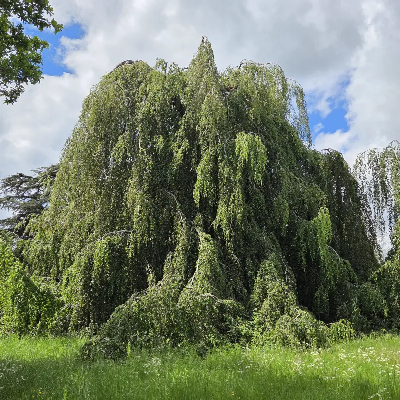 This tree is chaotic from the outside, like a bubbling cauldron, or mad science experiment that got out of hand. However, if you make your way through the canopy, under it is a peaceful sanctuary, a place of calm.