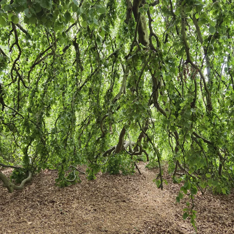 This tree is chaotic from the outside, like a bubbling cauldron, or mad science experiment that got out of hand. However, if you make your way through the canopy, under it is a peaceful sanctuary, a place of calm.