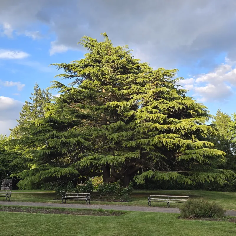It's lower branches are a beautiful undulating canopy - like a big floppy hat with a huge feather :)