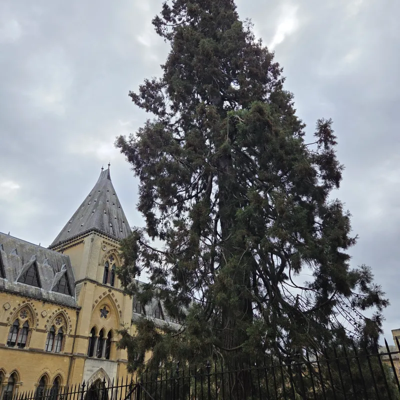 The old Sequoia outside the natural history museum is an Oxford landmark. It was a mere shrub when planted, but is now taller than the museum! Children love following the dinosaur footprints at it's base.