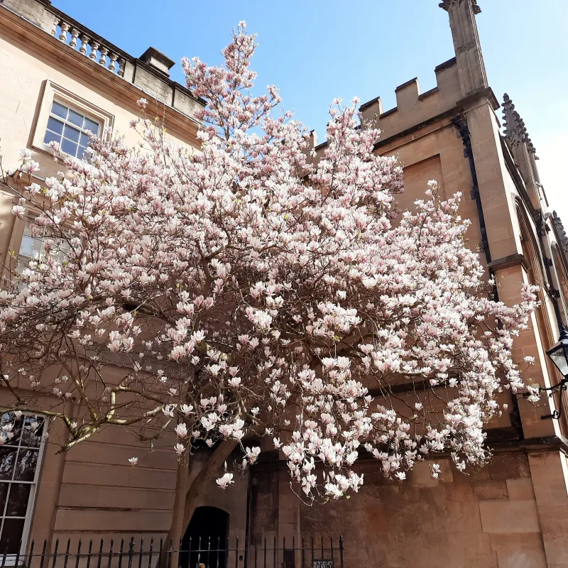 This magnolia tree is a bit of a celebrity every spring, with so many tourists and locals taking selfies with it, and photos with the Radcliffe Camera in the background.