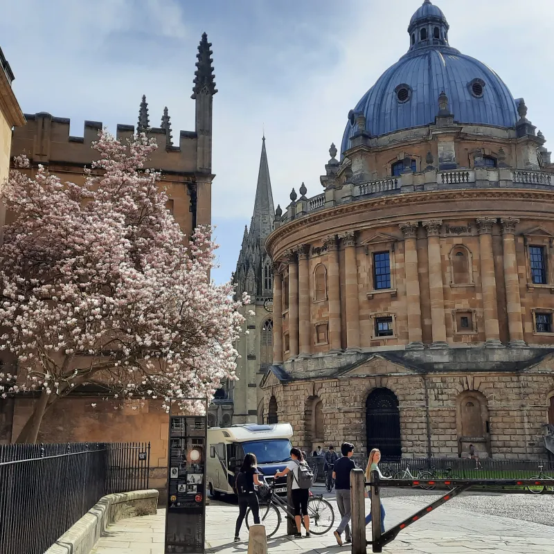 This magnolia tree is a bit of a celebrity every spring, with so many tourists and locals taking selfies with it, and photos with the Radcliffe Camera in the background.