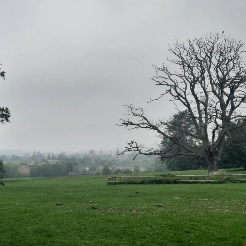 This old Oak is now standing deadwood. It is amazing that even now it is still such a striking landmark, looking over the dreaming spires of Oxford, whilst providing such a rich source of food and shelter for all sorts of wildlife.