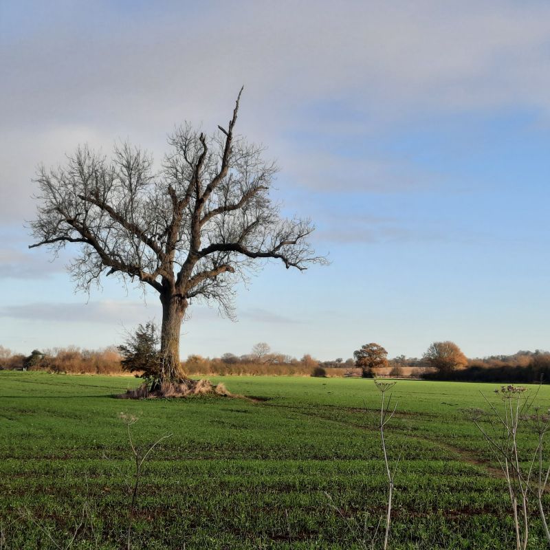 This young oak tree is a distinctive landmark in the farmers fields just north of Oxford, that I pass often when running towards Kidlington or Islip. It seems to stand as a sentinel over the crops, and is well used as a perch by crows and red kites.