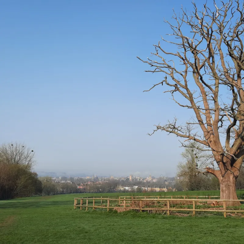 This old Oak is now standing deadwood. It is amazing that even now it is still such a striking landmark, looking over the dreaming spires of Oxford, whilst providing such a rich source of food and shelter for all sorts of wildlife.