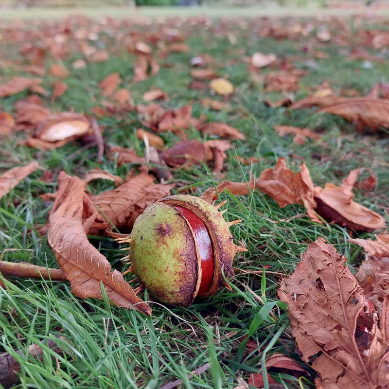 The horse chestnut trees in Cutteslowe Park bring great conical blossom in Spring, and conkers in the Autumn.