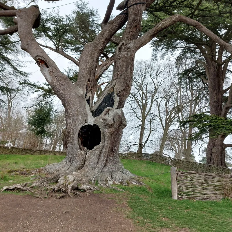 This tree is loved by many and famous since fearuring in the Harry Potter films as the whomping willow. It is a shame it got damaged by fire.
