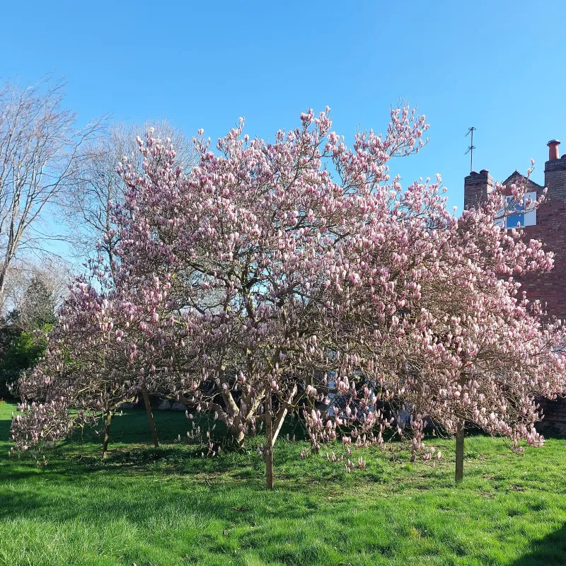 This my favourite of all the magnolia trees I've come across in Oxford. I tend to make sure Iffley is pulled into my long run route in the Spring because of it!