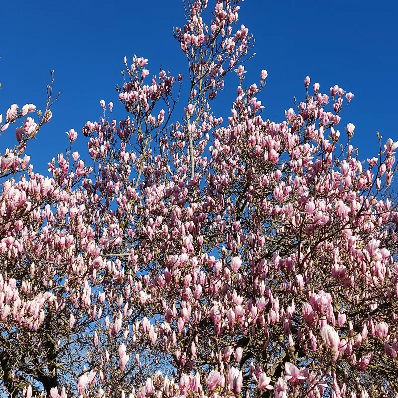 This my favourite of all the magnolia trees I've come across in Oxford. I tend to make sure Iffley is pulled into my long run route in the Spring because of it!