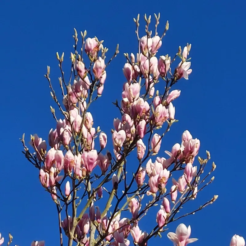 This my favourite of all the magnolia trees I've come across in Oxford. I tend to make sure Iffley is pulled into my long run route in the Spring because of it!