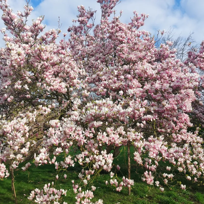 This my favourite of all the magnolia trees I've come across in Oxford. I tend to make sure Iffley is pulled into my long run route in the Spring because of it!