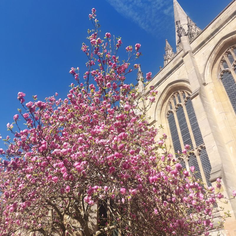 I remember there being an older tree here that was replaced, but I love this magnolia tree, which always tells me that Spring here!