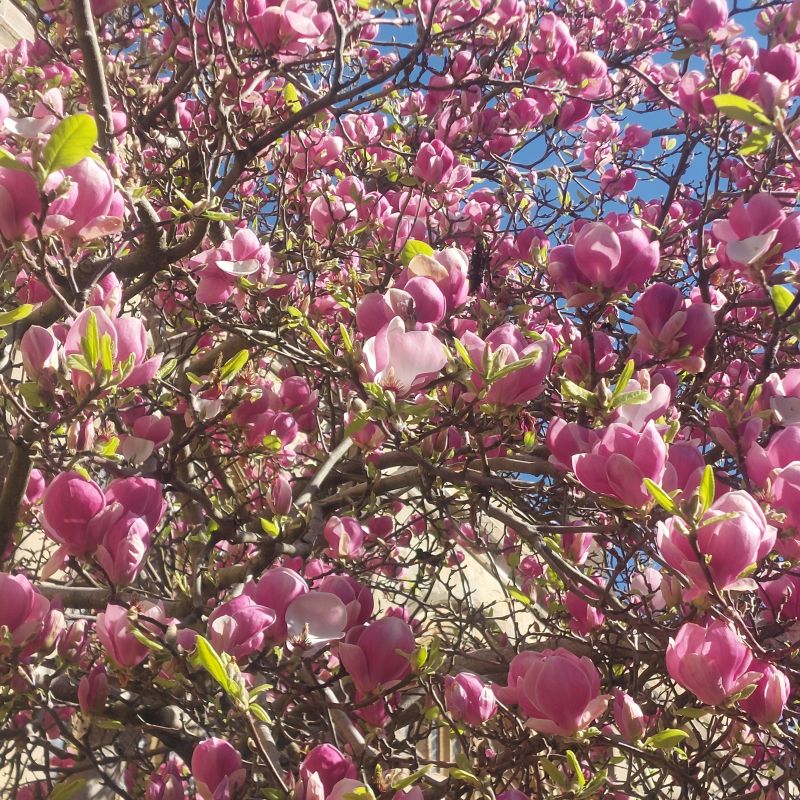 I remember there being an older tree here that was replaced, but I love this magnolia tree, which always tells me that Spring here!