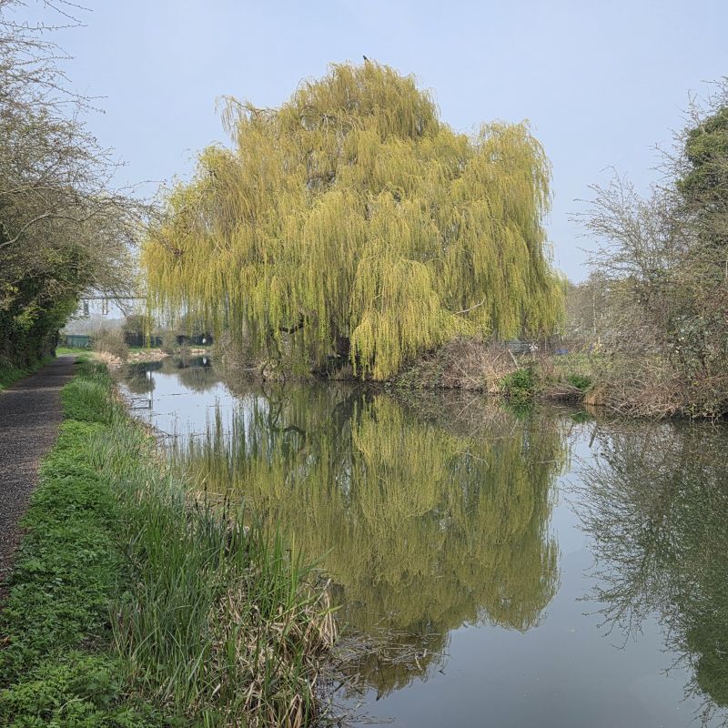 The way that the willow trees overhang the canal that runs through Oxford is particularly stunning on a still day, when the reflection shows so clearly on the water. This is a particularly fine example near Wolvercote.