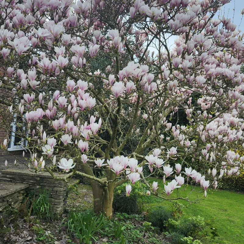 I love magnolia trees in all their colours and variations and this brings back very happy memories of the one in the Cardiff park opposite where I was brought up.