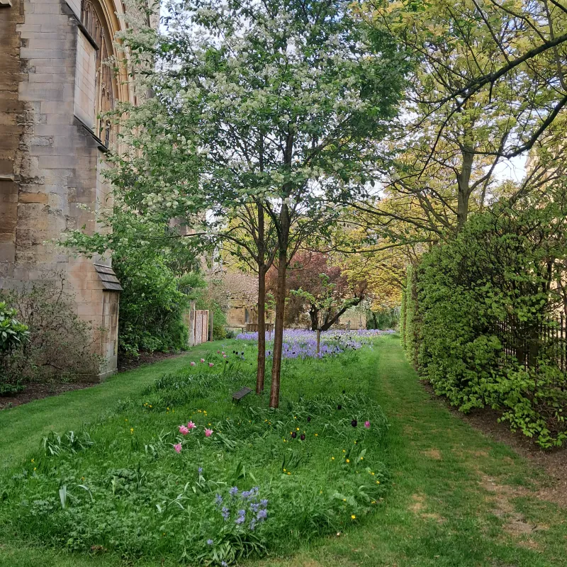 I walk past this little stretch of Merton College gardens a few times a week, and suddenly, at the end of April, it was beautifully in bloom, with lovely flowers and this tree in glorious bloom!
