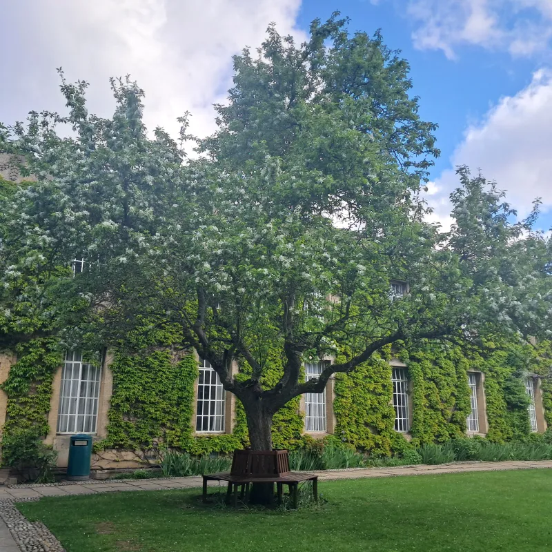 This tree was right outside my bedroom window in first year - seeing it in bloom was always a lovely welcome back to the summer term!