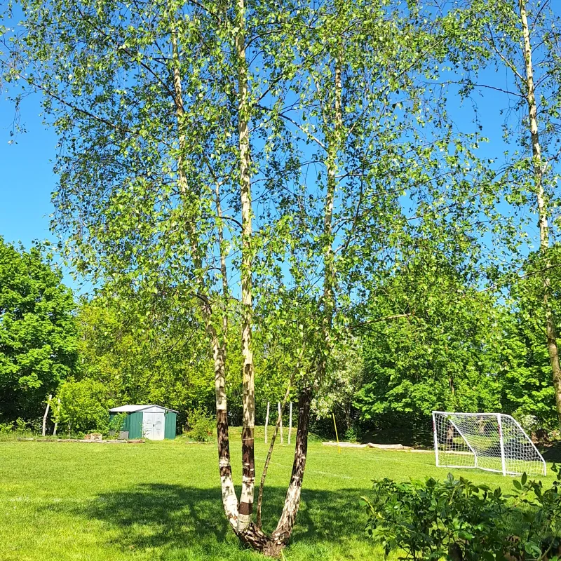 Children have seen this tree in different seasons and have learnt that 'new beginnings come from beginning's end'