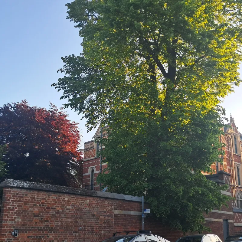 This tree was outside the building where I had some of the best tutorials of my degree! I'd always be too early, but didn't want to seem too eager, so I'd stand around the corner under the shadow of this tree.