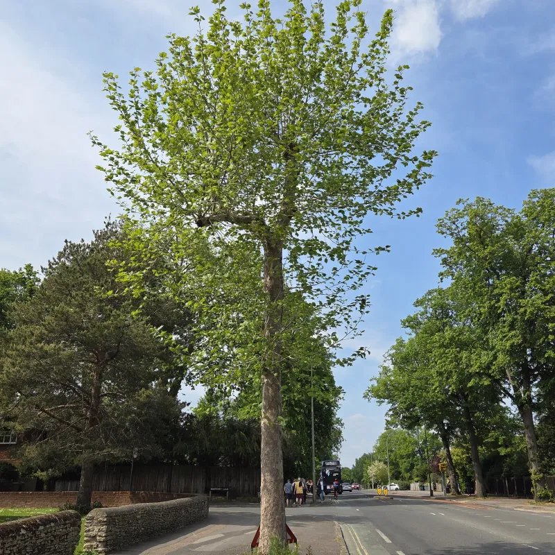 Drawings submitted by Lucia and Becca - they love drawing as much as they love trees! These pictures remind me of this pollarded (heavily pruned) tree that we pass often on the way into Oxford on the Banbury Road.