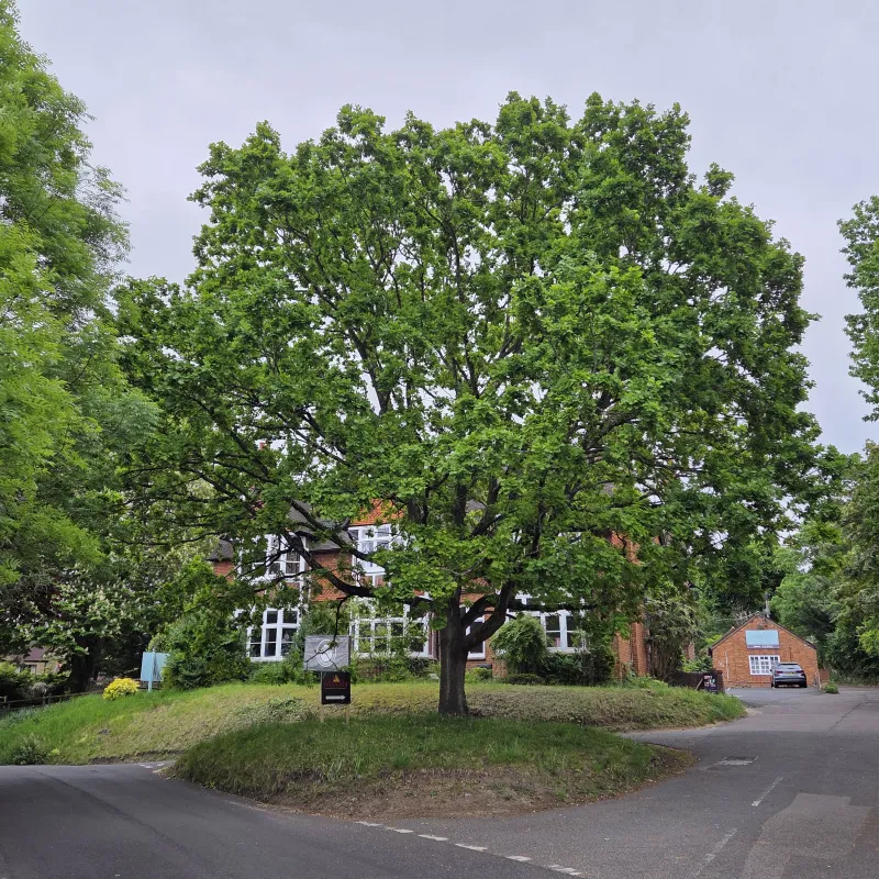 This oak is very satisfying on the eye and feels to me like it is at the heart of Iffley.