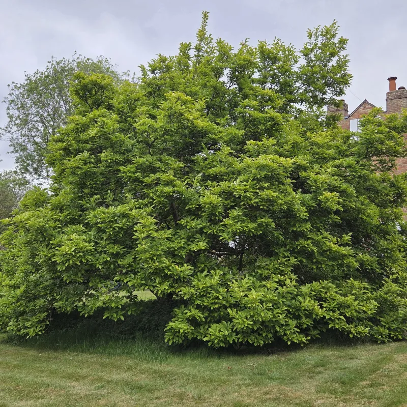 This my favourite of all the magnolia trees I've come across in Oxford. I tend to make sure Iffley is pulled into my long run route in the Spring because of it!