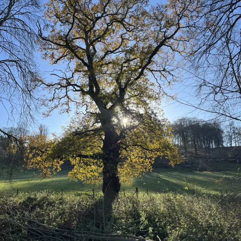 Trees in the Chilterns, one in my garden in Oxford