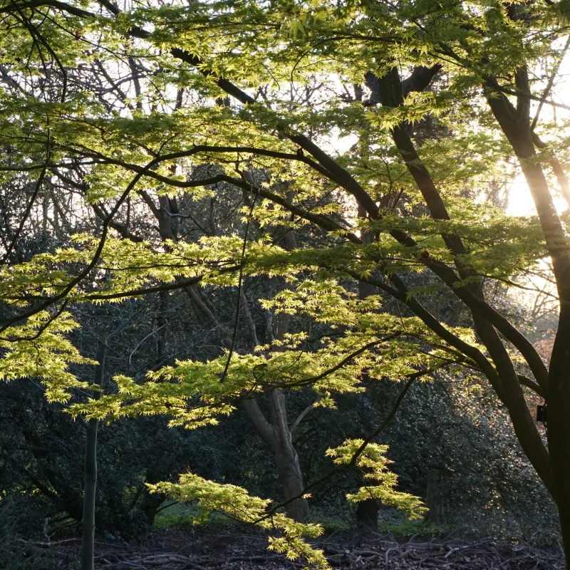 Just one of the many amazing trees in Headington Hill Park.