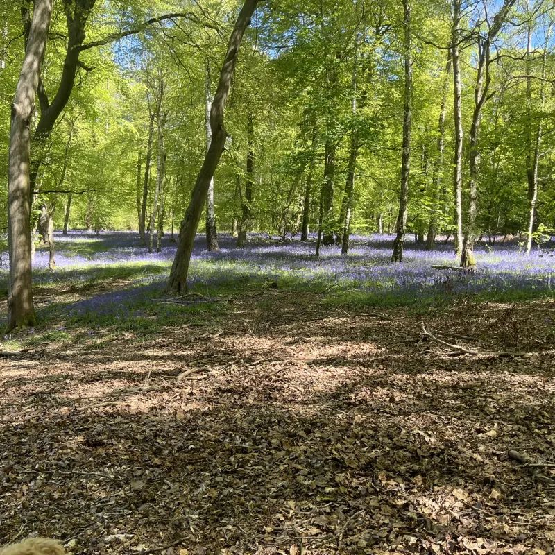 Trees in the Chilterns, one in my garden in Oxford