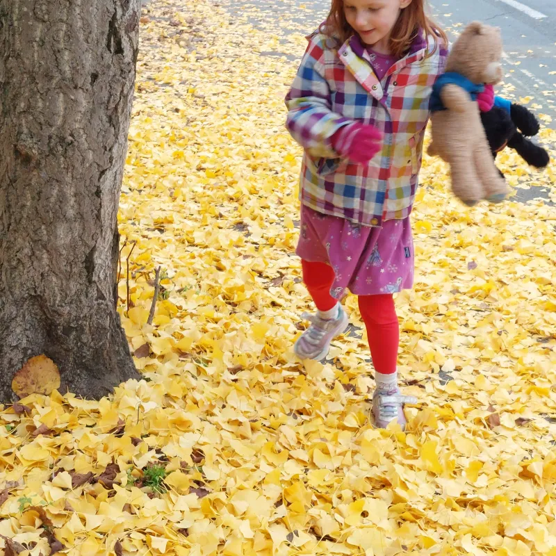 I love the yellow leaves in the Autumn!