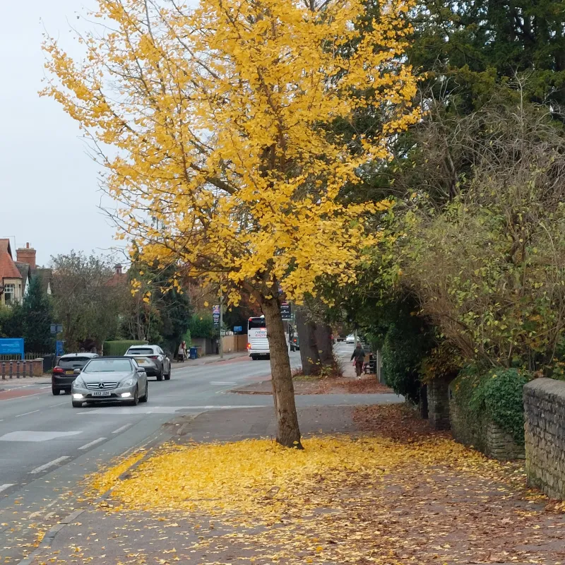 I love the yellow leaves in the Autumn!