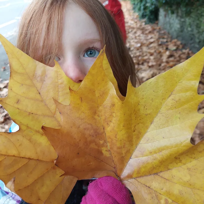 I love the yellow leaves in the Autumn!