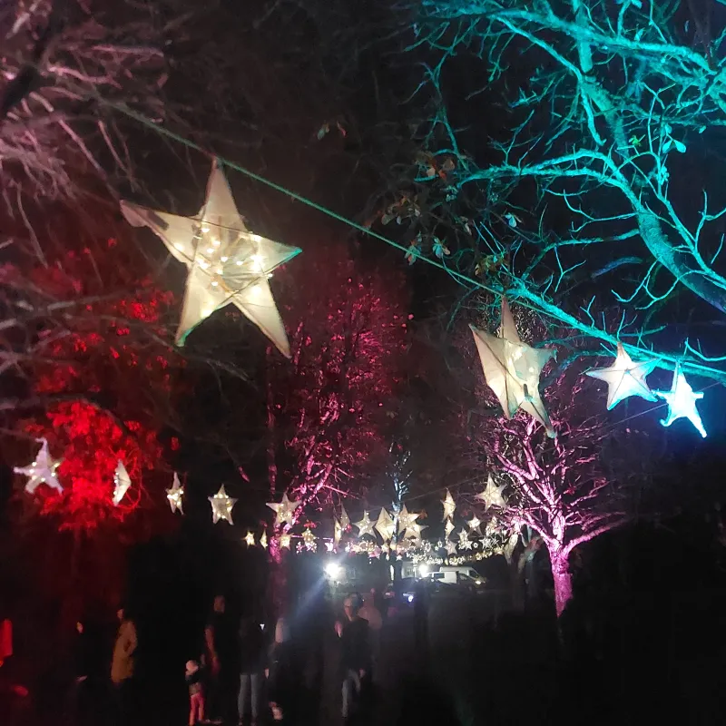 The trees at Cutteslowe Park looking beautiful in the dark lit up for the Light Festival with lanterns made by the school and other community groups